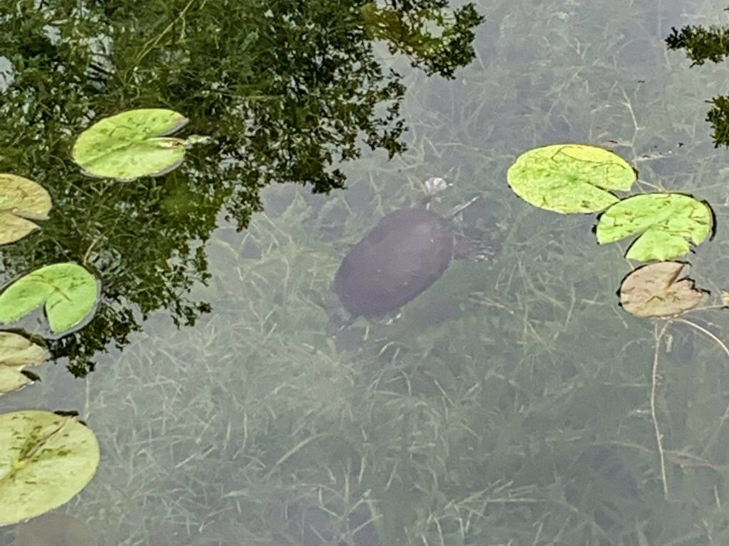 turtle